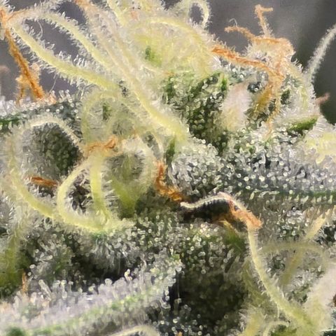 Cream Cheese  growlog timeline photo