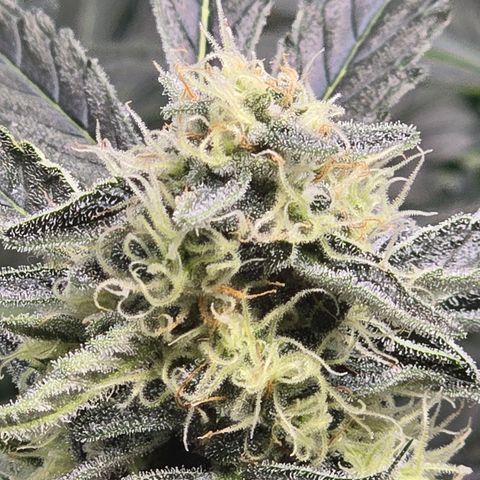 Cream Cheese  growlog timeline photo