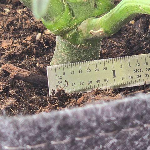 Cream Cheese  growlog timeline photo