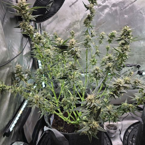 Bigfoot Baked Alaska  growlog timeline photo