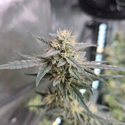 Bigfoot Baked Alaska  growlog timeline photo