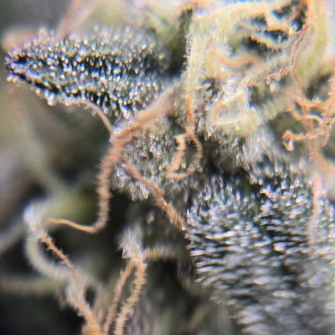 Bigfoot Baked Alaska  growlog timeline photo