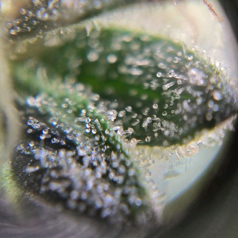 Bigfoot Baked Alaska  growlog timeline photo