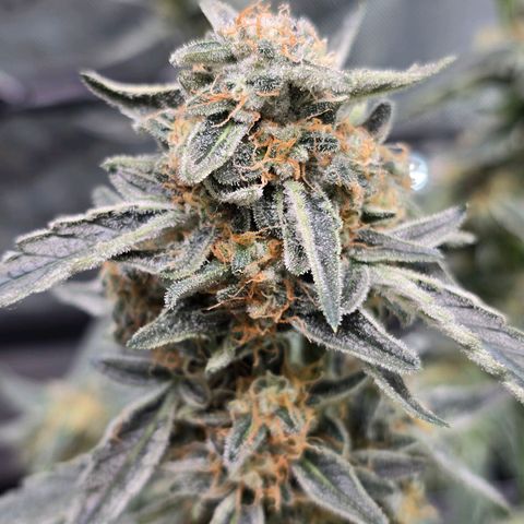 Cream Cheese  growlog timeline photo