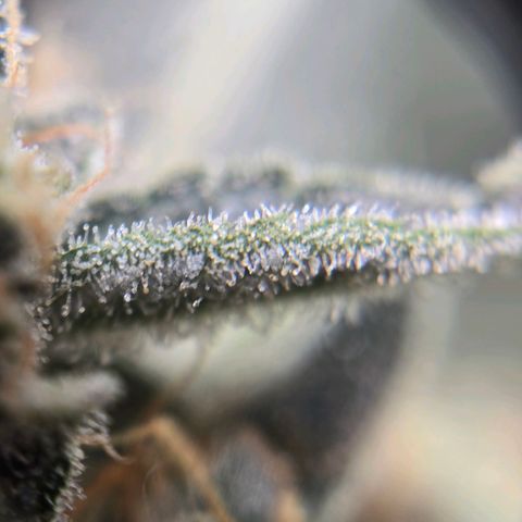 Cream Cheese  growlog timeline photo