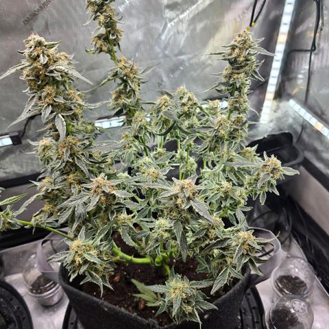 Cream Cheese  growlog timeline photo