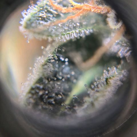 Cream Cheese  growlog timeline photo