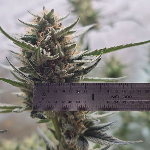 Bigfoot Baked Alaska  growlog timeline photo
