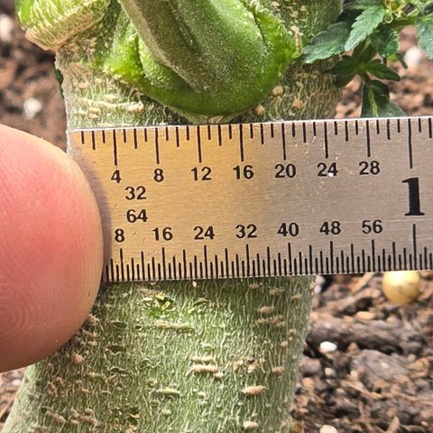 Bigfoot Baked Alaska  growlog timeline photo