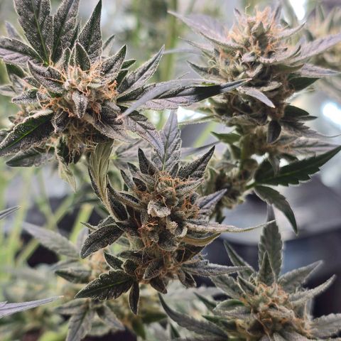 Bigfoot Baked Alaska  growlog timeline photo