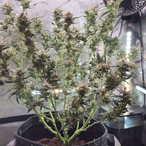 Bigfoot Baked Alaska  growlog timeline photo