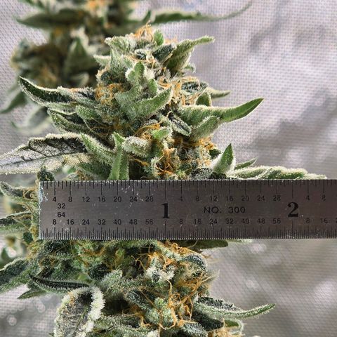 Cream Cheese  growlog timeline photo