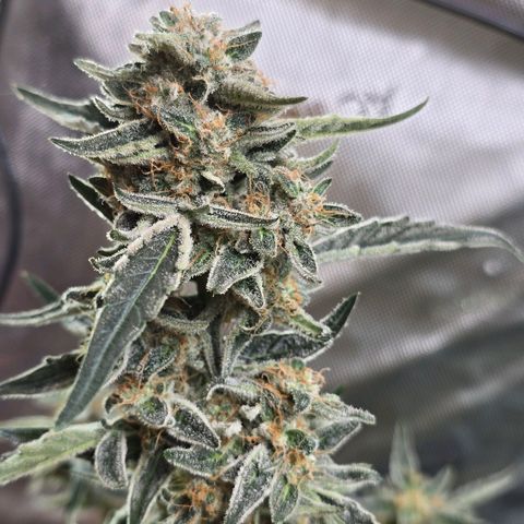 Cream Cheese  growlog timeline photo