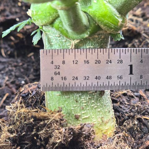 Cream Cheese  growlog timeline photo