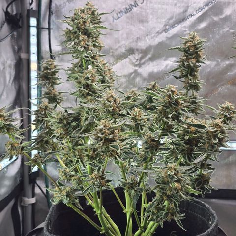 Cream Cheese  growlog timeline photo