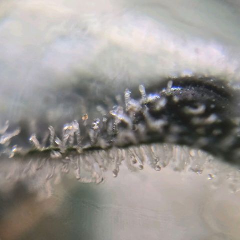 Cream Cheese  growlog timeline photo
