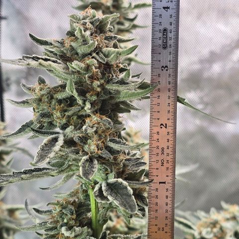 Cream Cheese  growlog timeline photo