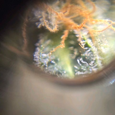 Cream Cheese  growlog timeline photo
