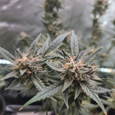 Bigfoot Baked Alaska  growlog timeline photo