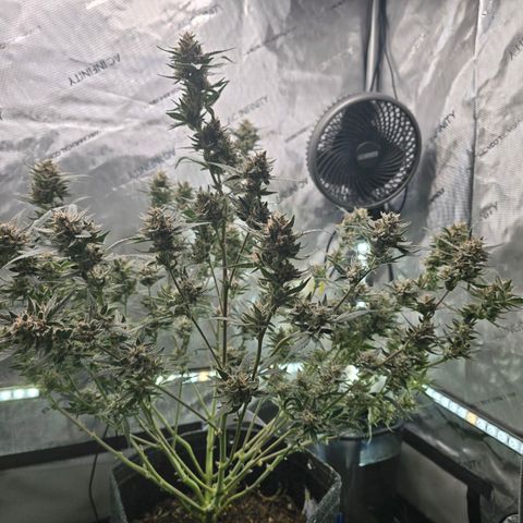 Bigfoot Baked Alaska  growlog timeline photo