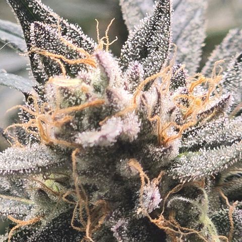 Bigfoot Baked Alaska  growlog timeline photo