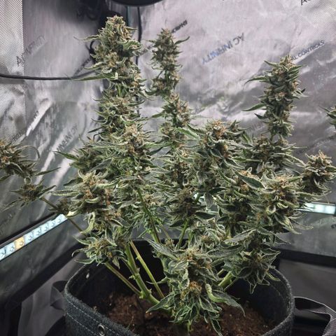Cream Cheese  growlog timeline photo