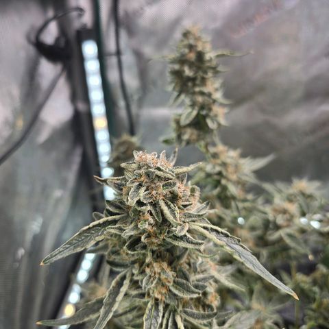 Cream Cheese  growlog timeline photo