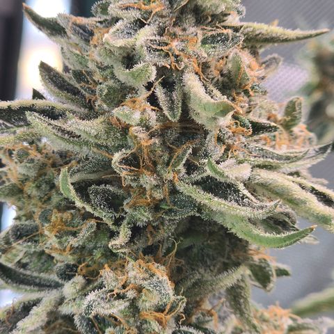 Cream Cheese  growlog timeline photo