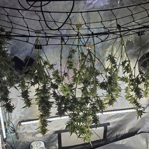 Bigfoot Baked Alaska  growlog timeline photo