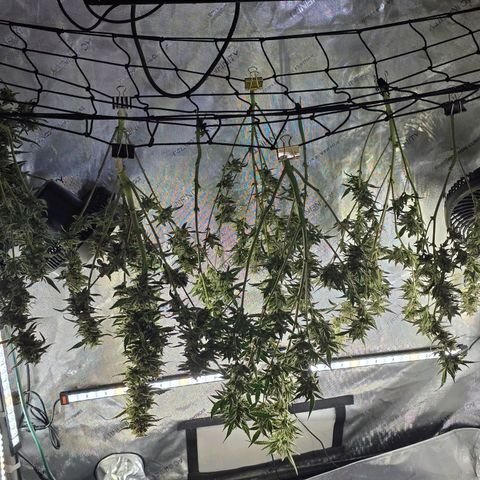 Cream Cheese  growlog timeline photo