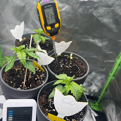 Cooky c4 Hulk gelato growlog photo: Licht auf50%Stärke reduziert.wassersensor sagt trocken.für mich feucht.nochmal nach gegossen