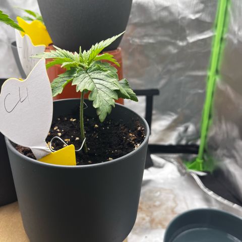 Cooky c4 Hulk gelato growlog photo: Licht50% Töpfe tiefer gesetzt