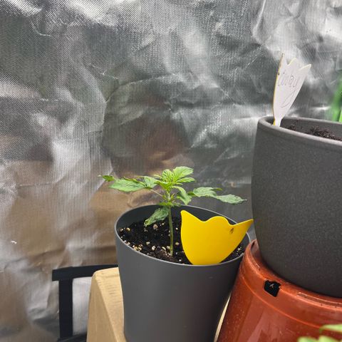 Cooky c4 Hulk gelato growlog photo: Licht50% Töpfe tiefer gesetzt