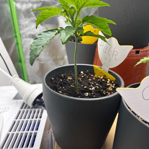 Cooky c4 Hulk gelato growlog photo: Licht50% Töpfe tiefer gesetzt