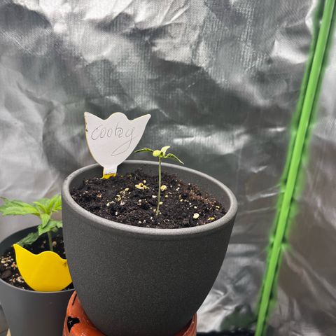 Cooky c4 Hulk gelato growlog photo: Licht50% Töpfe tiefer gesetzt