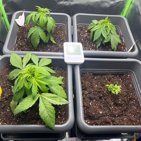 Cooky c4 Hulk gelato growlog timeline photo