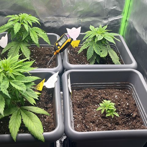 Cooky c4 Hulk gelato growlog timeline photo