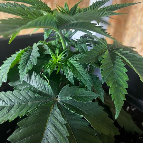 Cooky c4 Hulk gelato growlog timeline photo