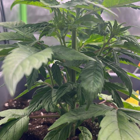 Cooky c4 Hulk gelato growlog timeline photo
