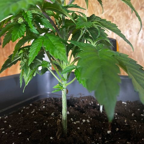 Cooky c4 Hulk gelato growlog timeline photo