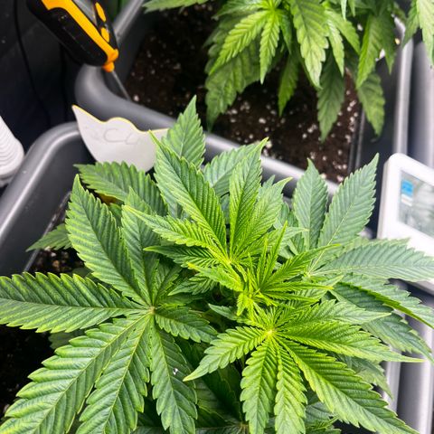 Cooky c4 Hulk gelato growlog photo: Gegossen 3tage nach toppen.