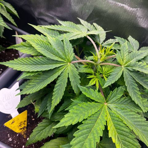 Cooky c4 Hulk gelato growlog photo: Gegossen 3tage nach toppen.