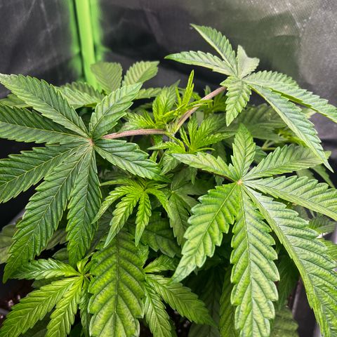 Cooky c4 Hulk gelato growlog photo: Gegossen 3tage nach toppen.