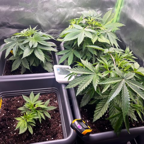 Cooky c4 Hulk gelato growlog photo: Umgestellt gedreht
Weiter versuchen temp bei 21 zu halten
Schale voll gegossen
