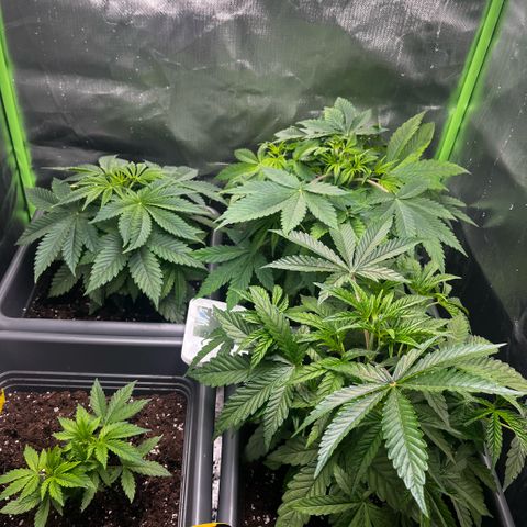 Cooky c4 Hulk gelato growlog timeline photo