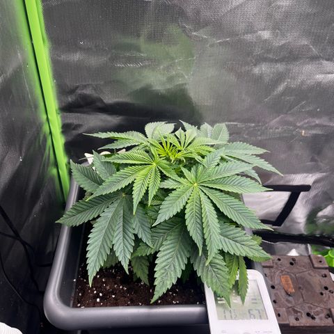 Cooky c4 Hulk gelato growlog timeline photo