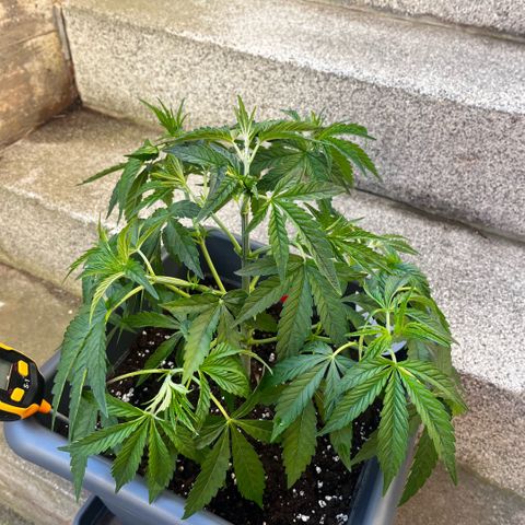 Cooky c4 Hulk gelato growlog timeline photo