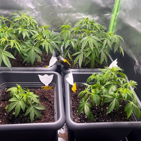 Cooky c4 Hulk gelato growlog timeline photo