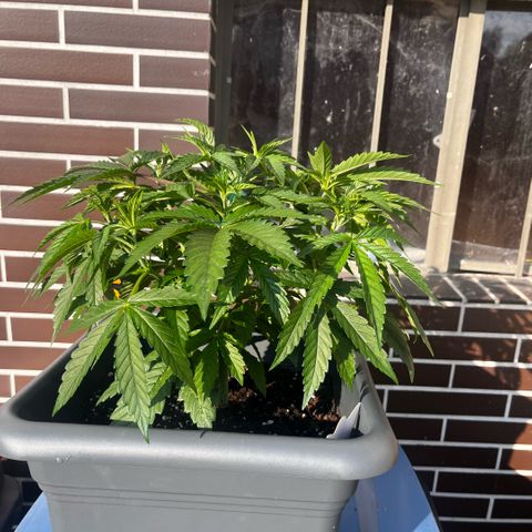 Cooky c4 Hulk gelato growlog timeline photo