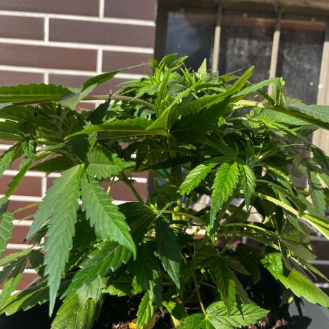 Cooky c4 Hulk gelato growlog timeline photo